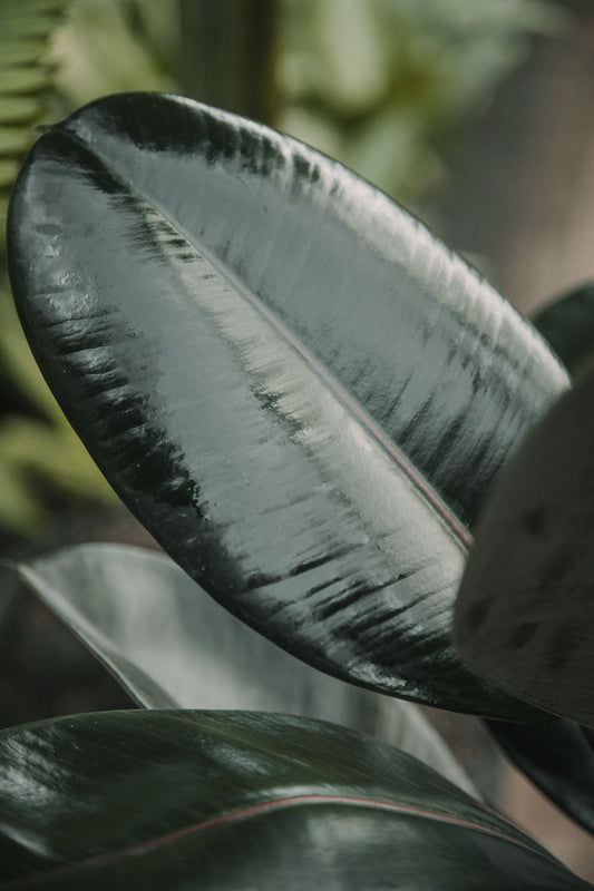 Ficus elastica 'Burgundy'