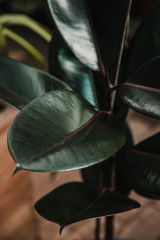 Ficus elastica 'Burgundy'