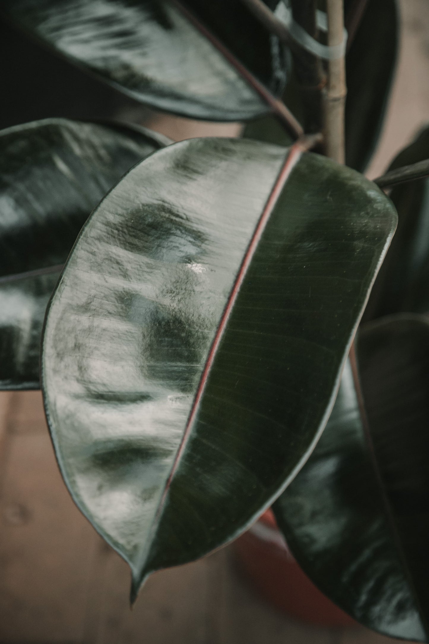 Ficus elastica 'Burgundy'