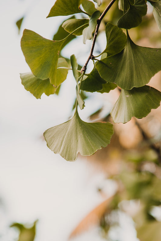Ginkgo Biloba