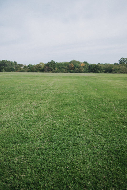 Bermuda (Cynodon dactylon)