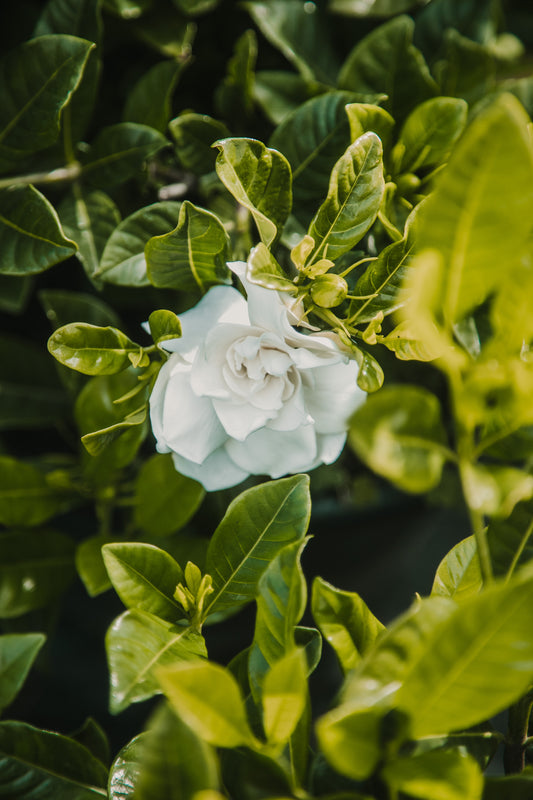 Jazmín del Cabo injertado