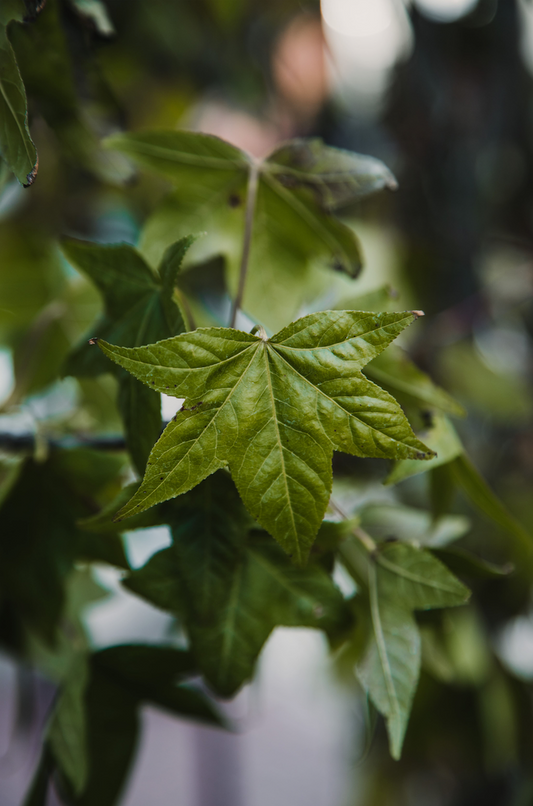 Liquidambar styraciflua