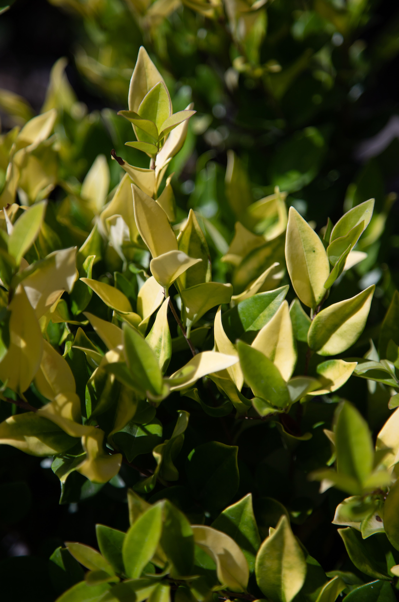 Olea texana aureovariegada