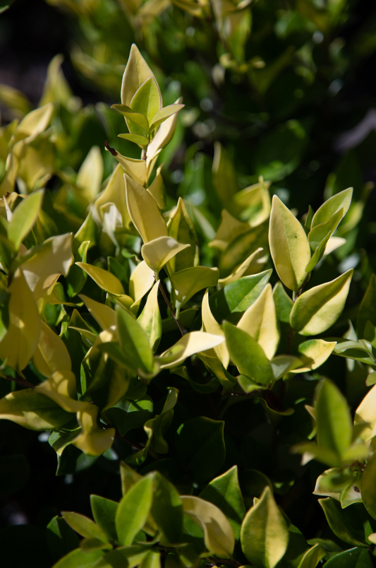 Olea texana aureovariegada