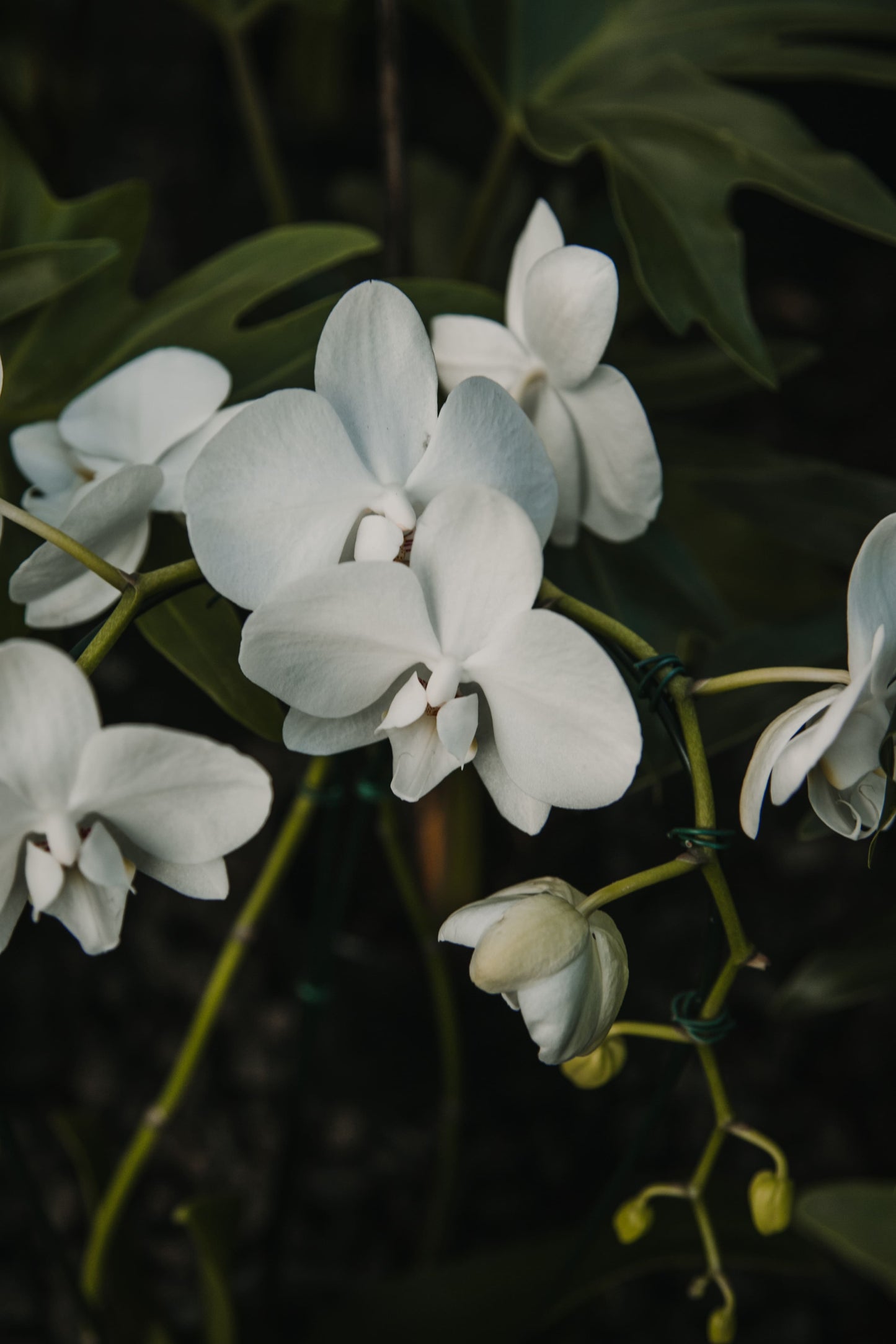 Orquídea phalaenopsis