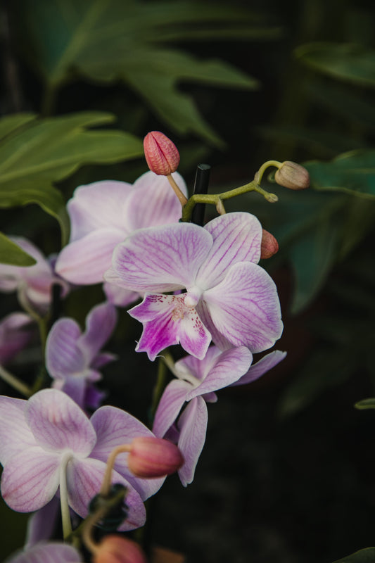 Orquídea phalaenopsis