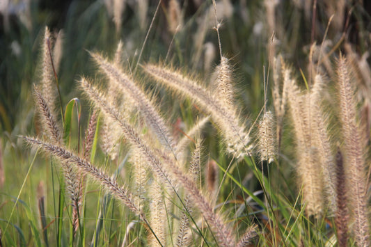 Pennisetum ruppelii