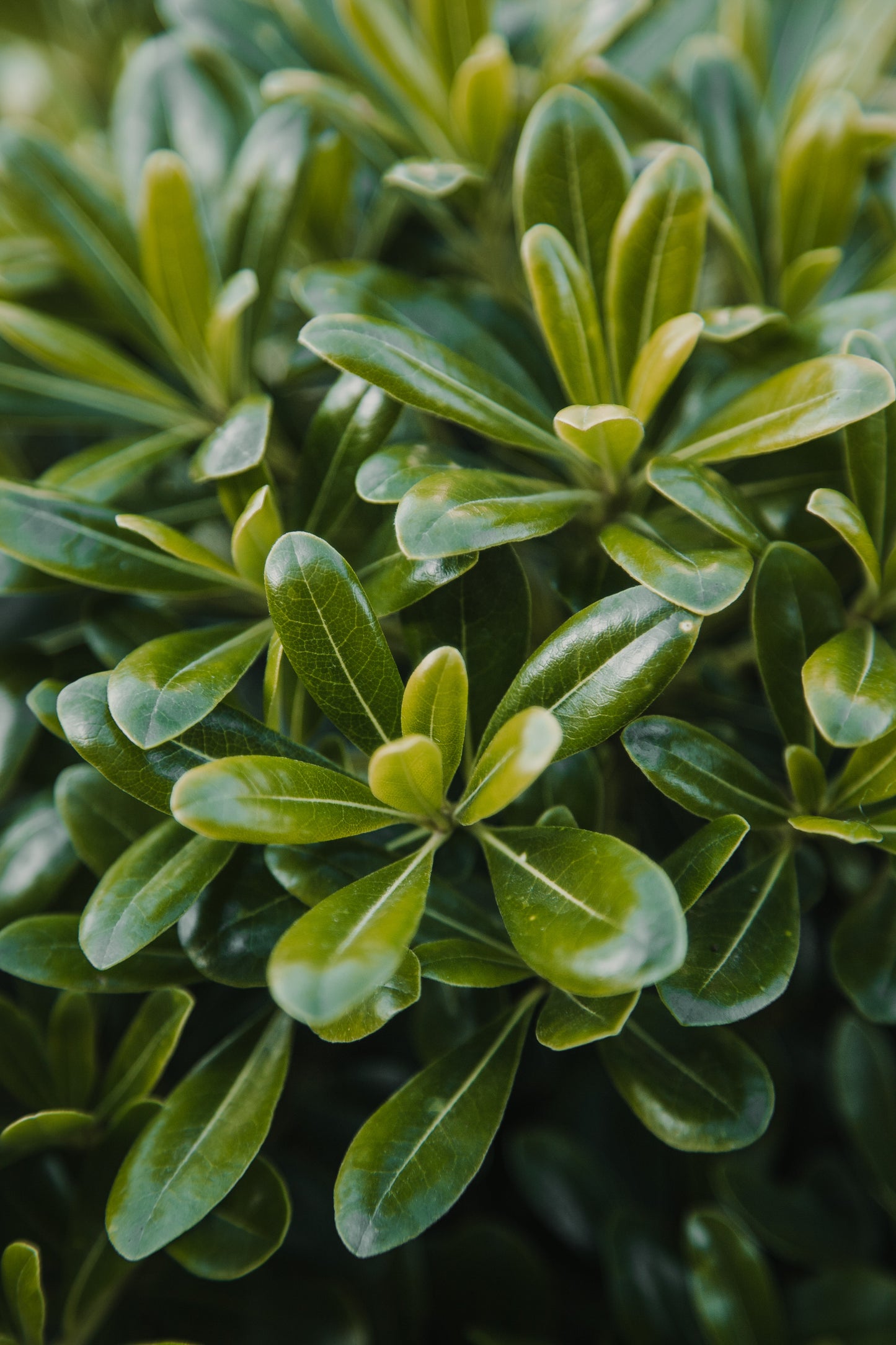 Pittosporum tobira nana