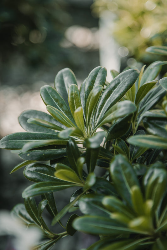 Pittosporum tobira nana