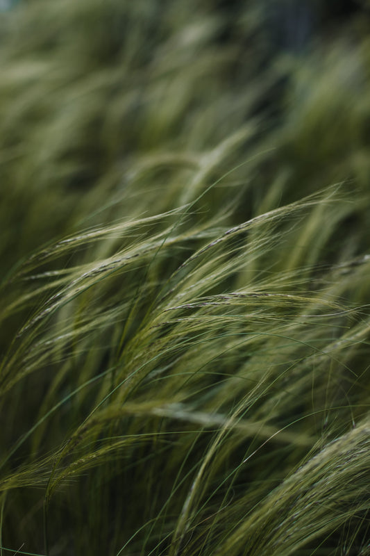 Stipa tenuisima