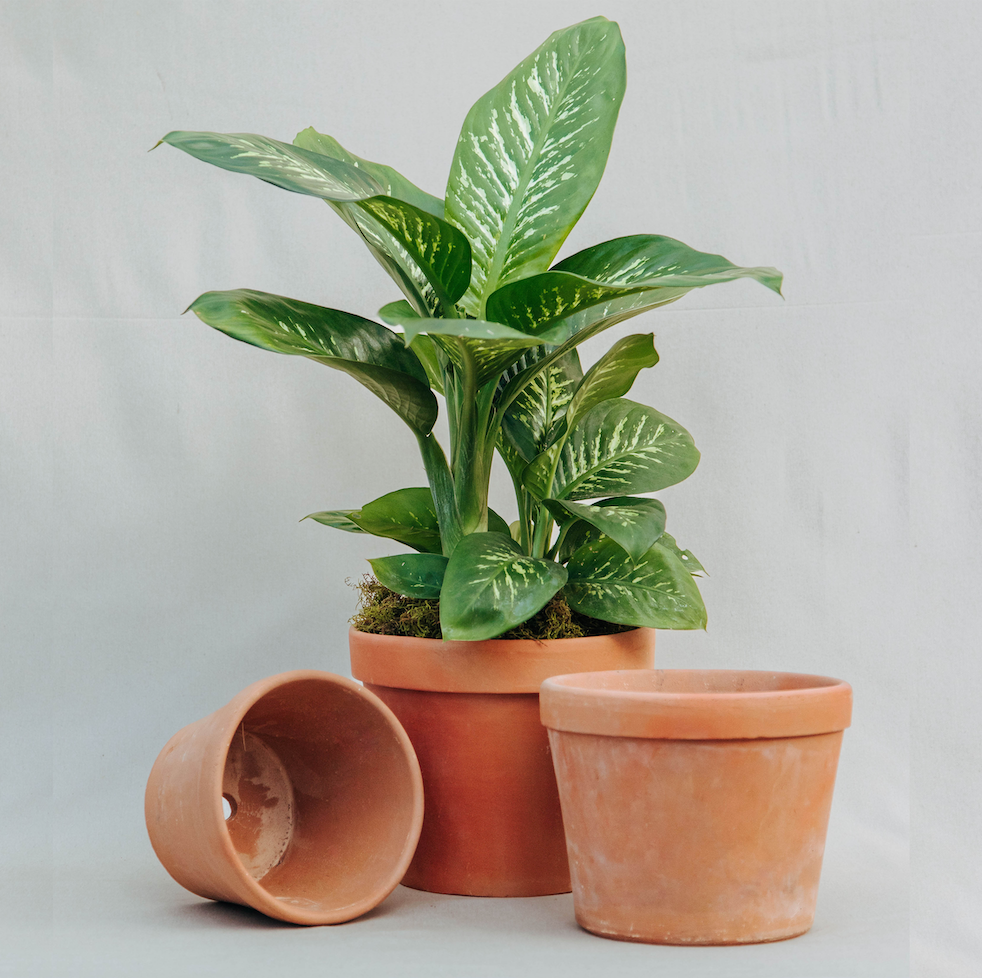 Maceta barro nacional Baja