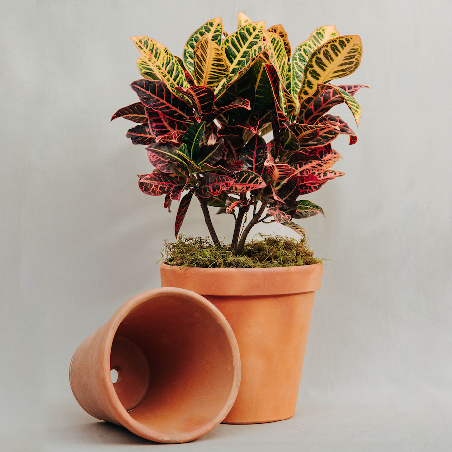 Maceta barro nacional Alta