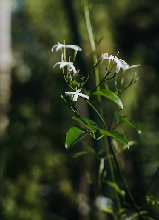 Jazmín D'oritzia o Azórico