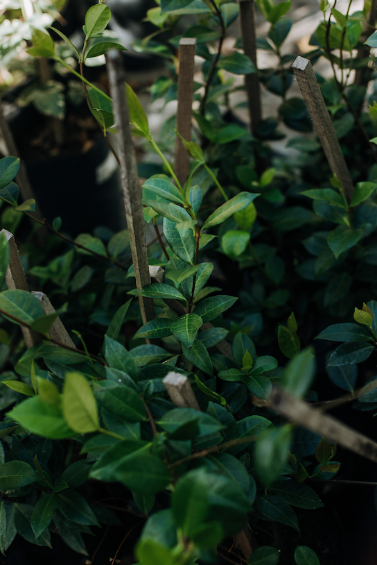 Jazmín de leche o Jazmín estrella