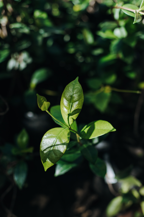 Jazmín de leche o Jazmín estrella