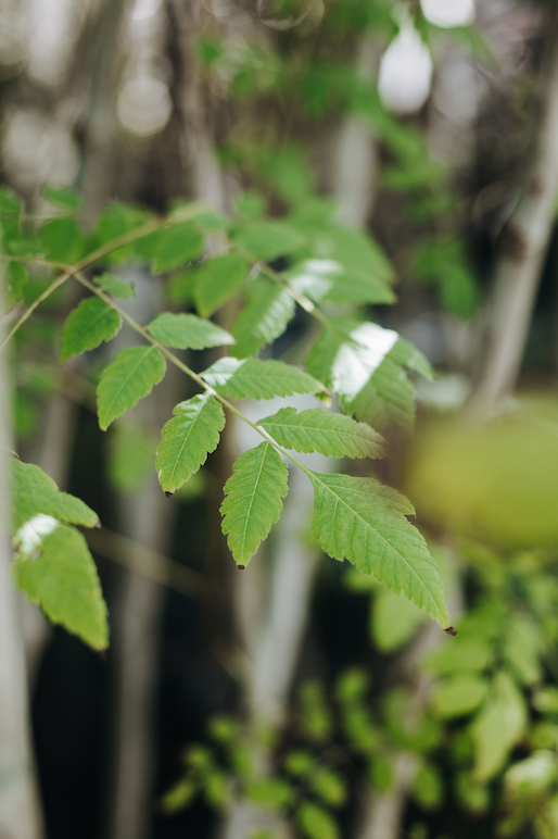 Koelreuteria paniculata