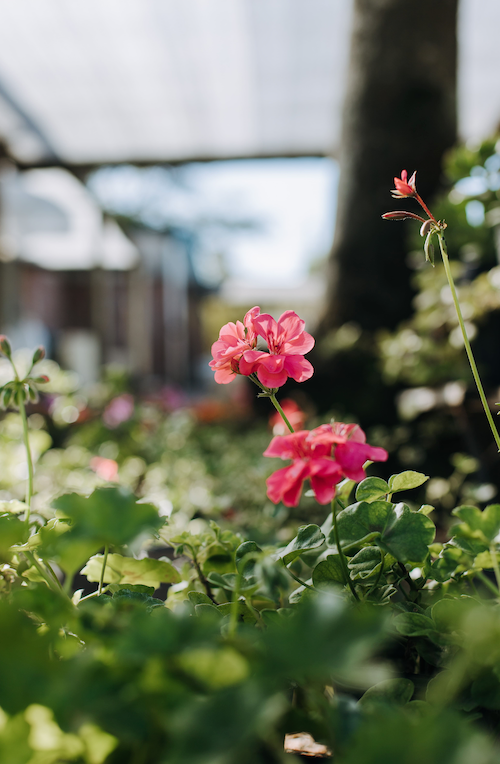 Malvón Hiedra de Flor
