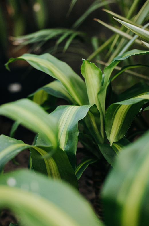 palma de agua planta Palo de agua – Vivero El Ceibo