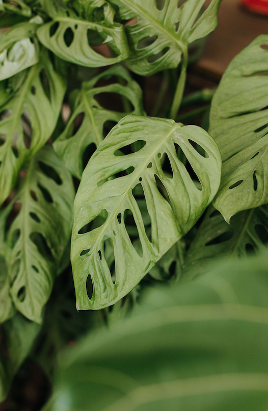 Philodendron adansonii o Monstera adansonii