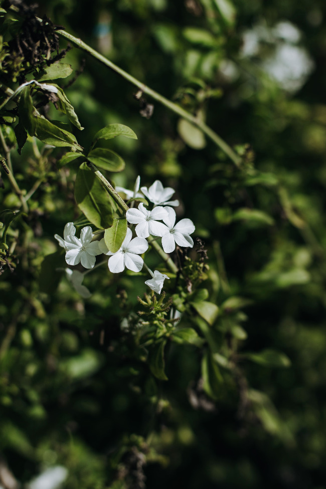 Plumbago