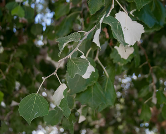 Alamo Piramidal Plateado