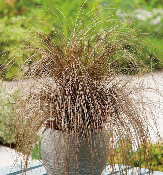Carex comans 'Bronze'