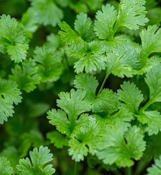 Cilantro