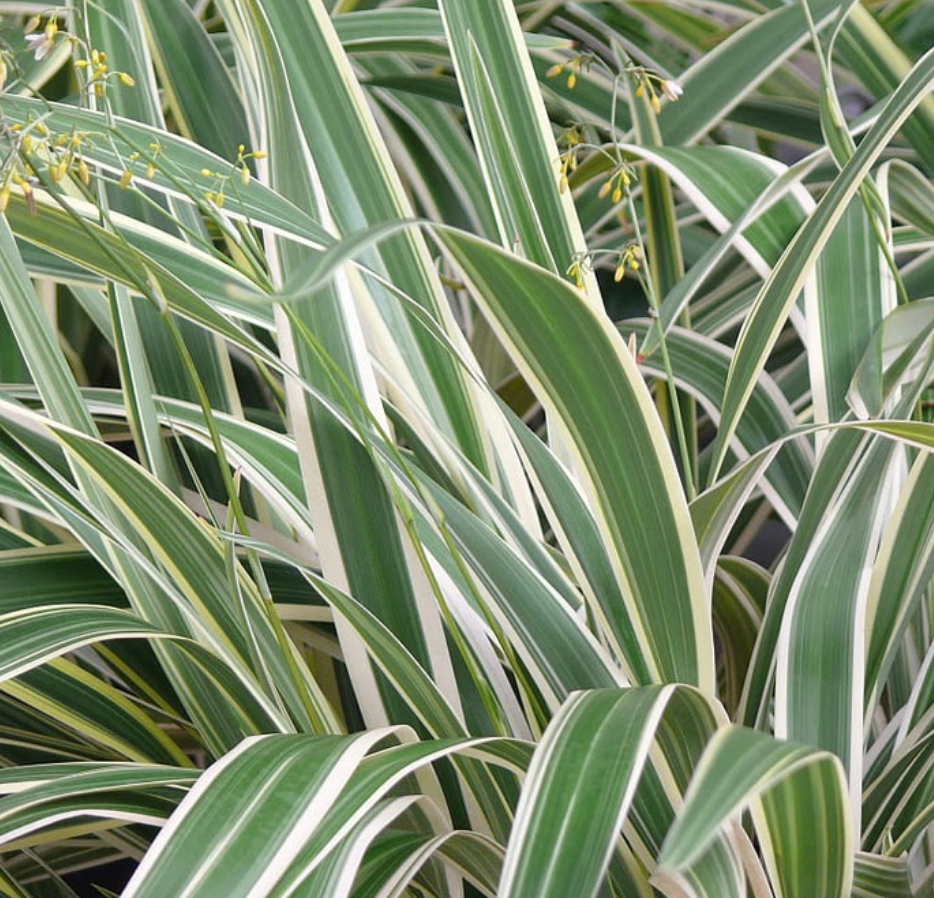 Dianella tasmanica variegada