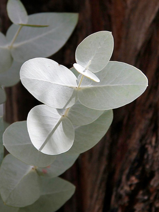 Eucalyptus Cinerea