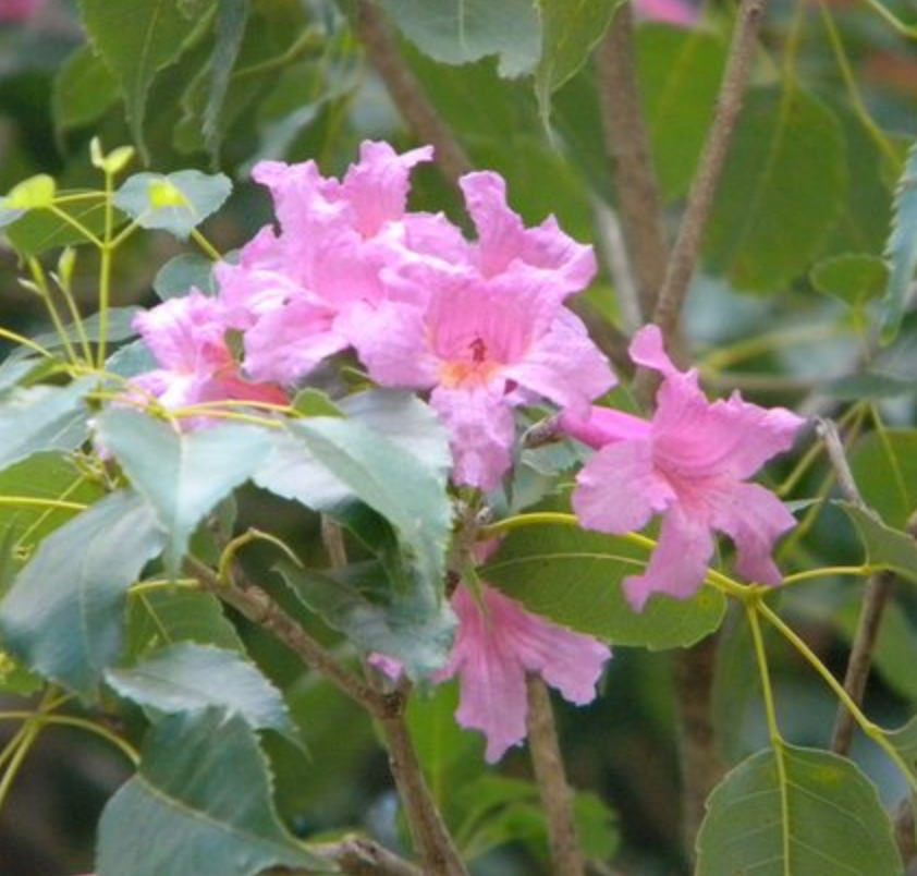 Lapacho Rosado