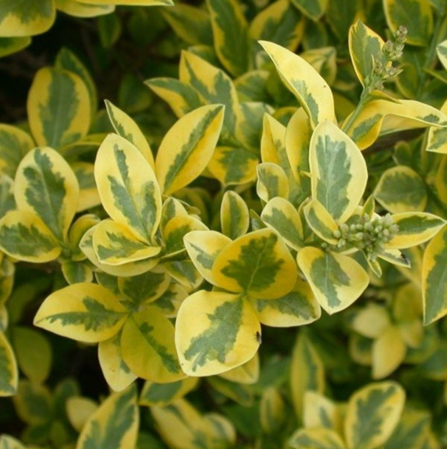 Ligustrina Aurea