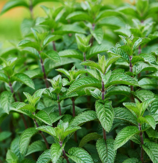 Menta