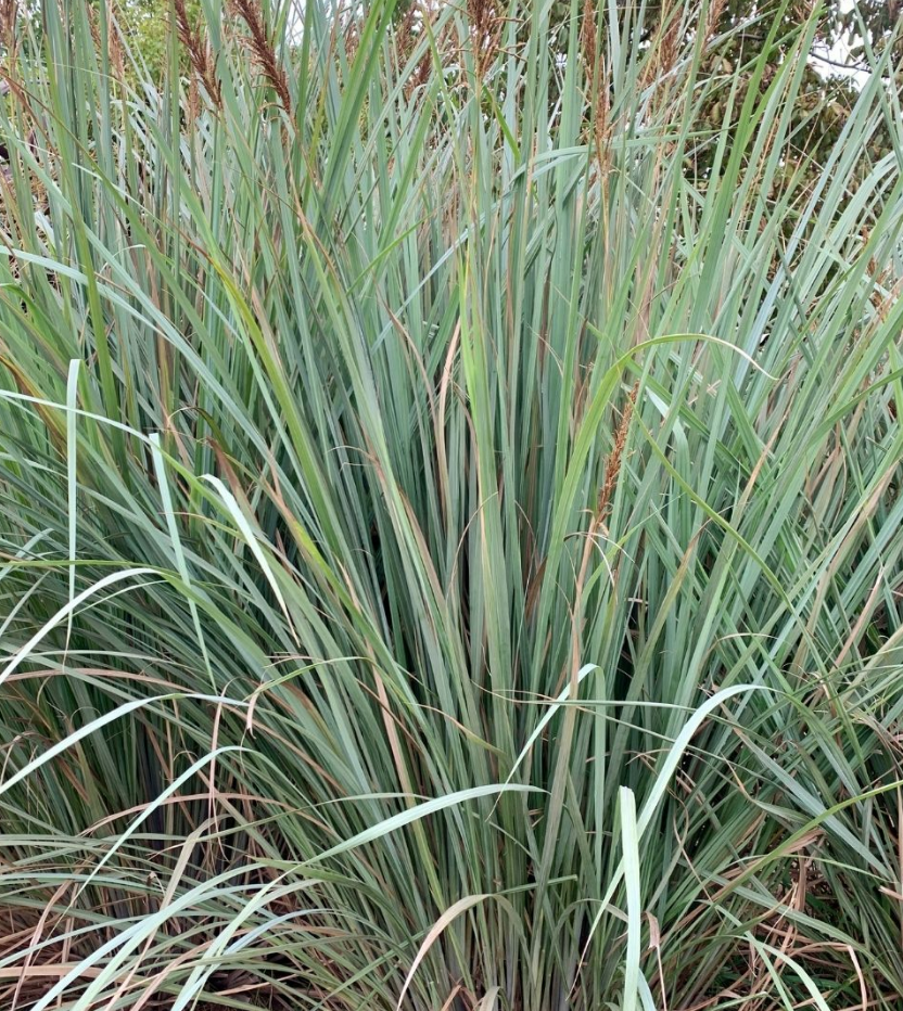 Paspalum haumanii