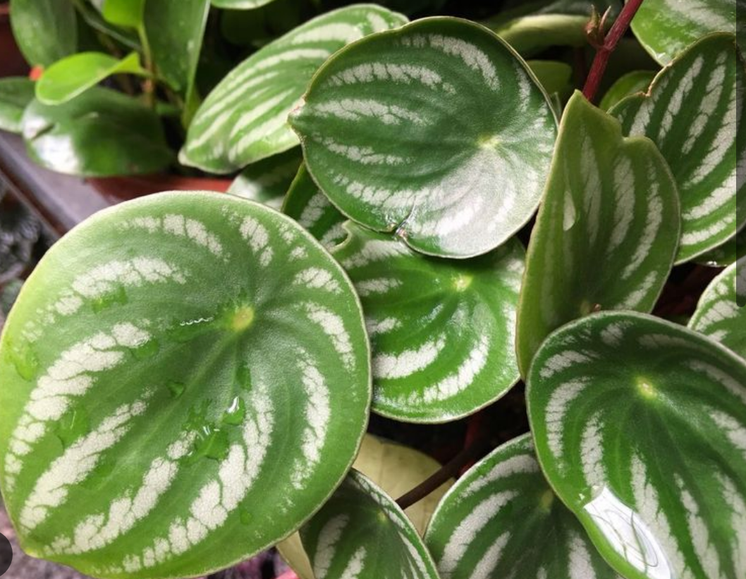 Peperomia melancia