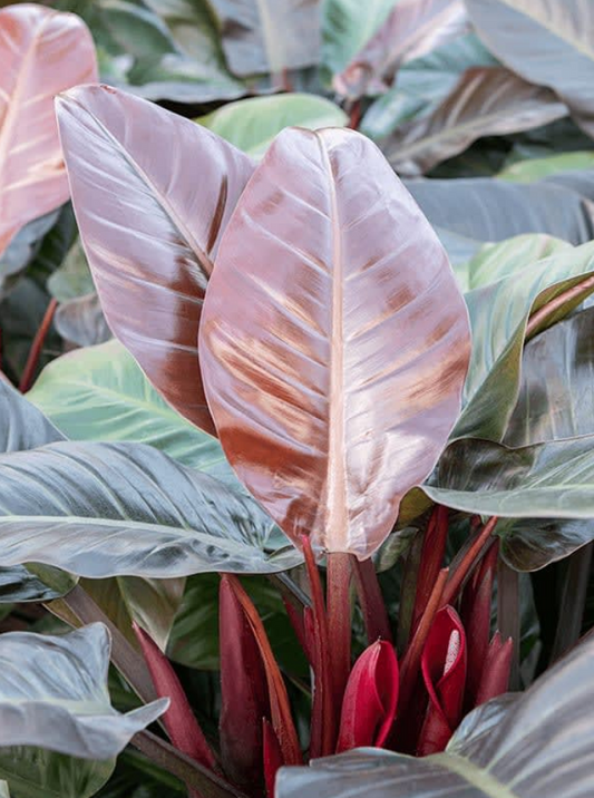 Philodendron Imperial red