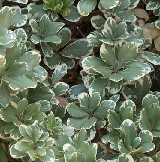 Pittosporum tobira nana variegado