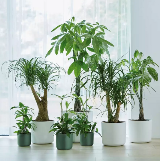 Maceta elho soft round