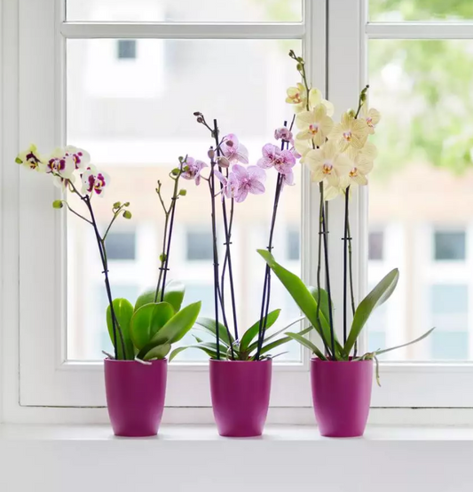 Maceta elho brussels orchid alta
