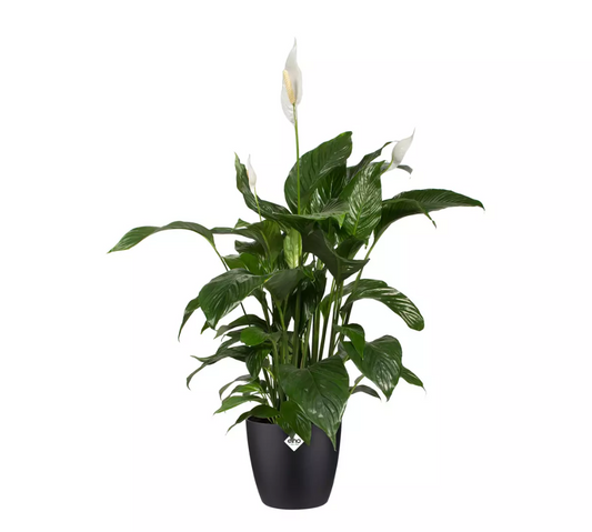 Maceta elho brussels round