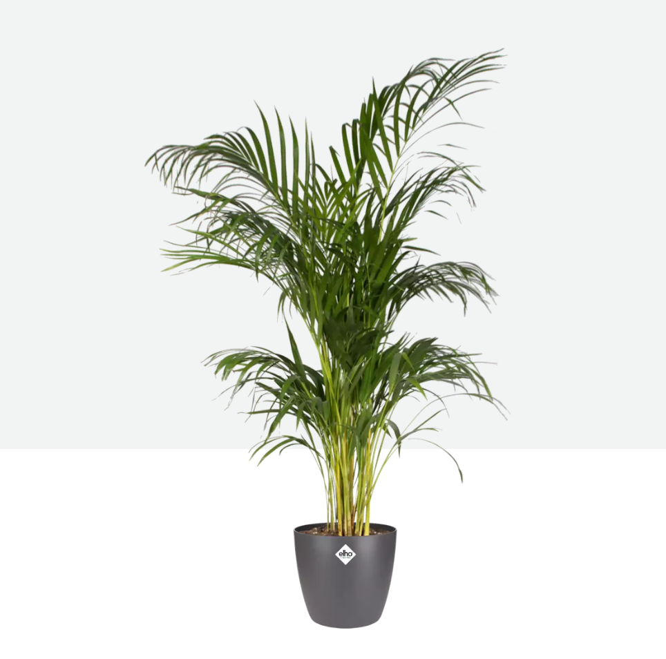 Conjunto de maceta brussels round + Areca