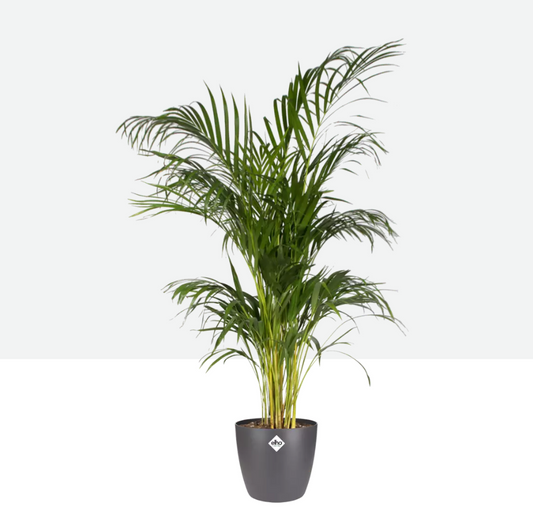 Conjunto de maceta brussels round + Areca