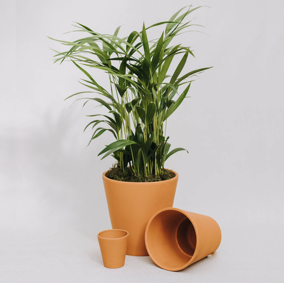 Maceta barro importada cónica