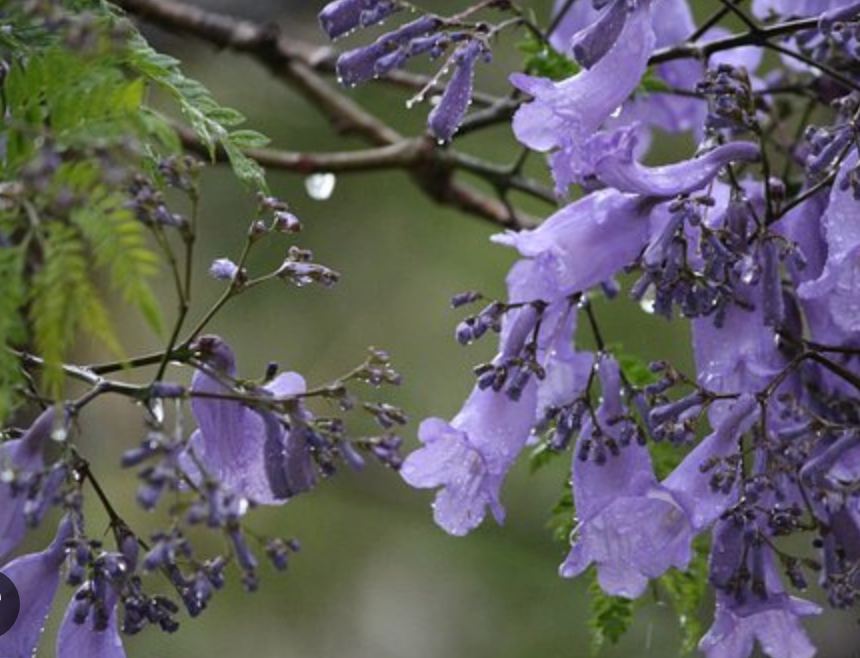 Jacarandá