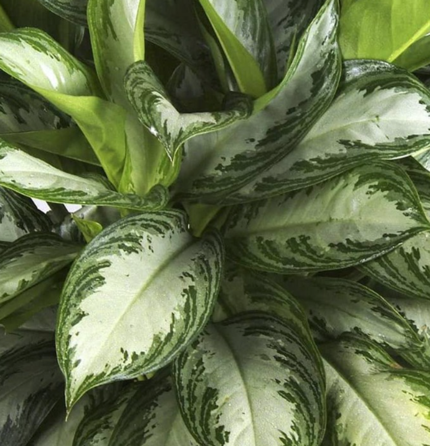 Aglaonema 'Pattaya'