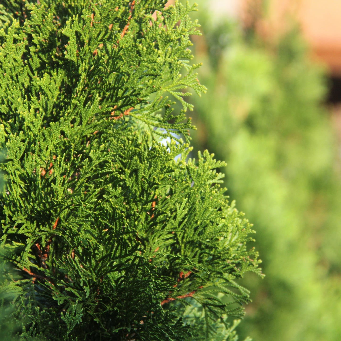 Thuja occidentalis 'Smaragd'