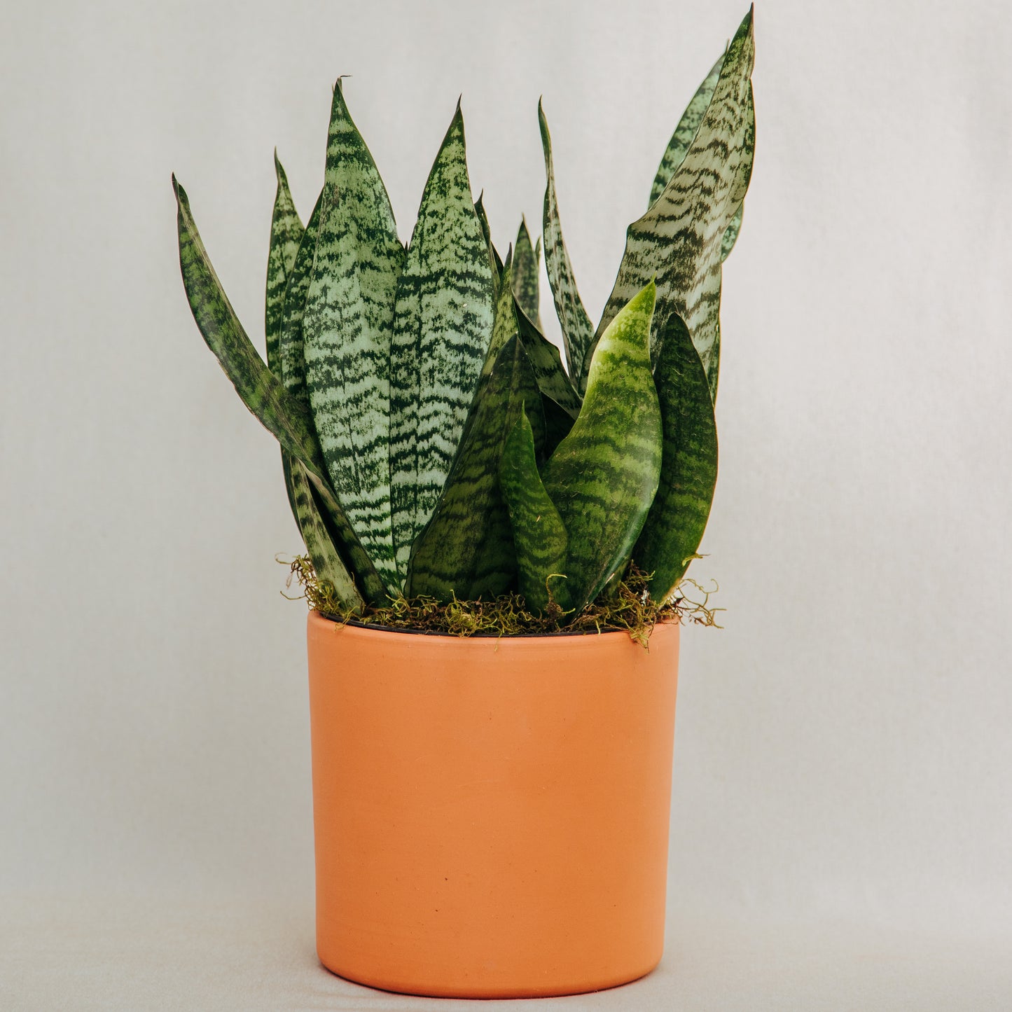 Maceta barro importada cilíndrica