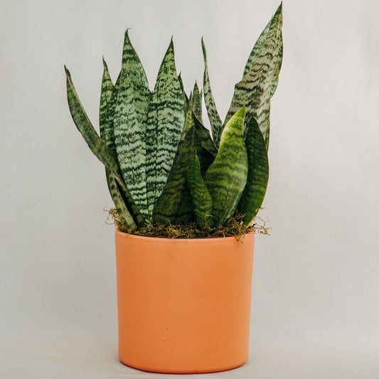 Maceta barro importada cilíndrica