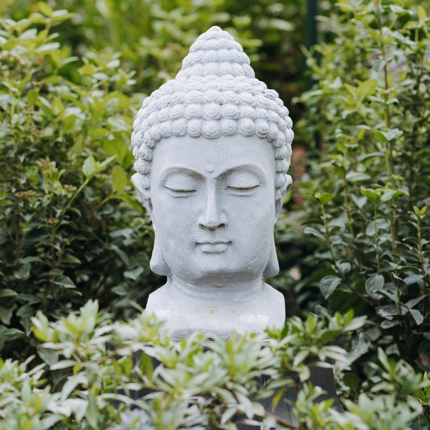 Cabeza de Buda de cemento 50cm