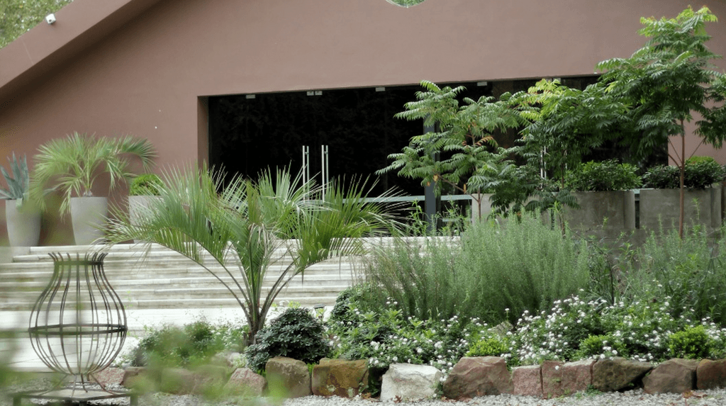 Dietes iridoides y Pittosporum tobira nanna en cantero
